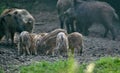 Wild hogs in the forest