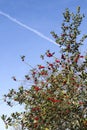 Wild holly tree with red berries Royalty Free Stock Photo