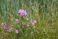 Wild Hollyhock flowers. A Pink plant in the mallow family Malvaceae flowering in summertime