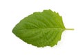 Wild holy basil green leaf isolated on white background with clipping path.top view,flat lay