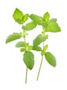 Wild holy basil trees isolated on white background with clipping path