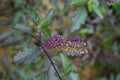 Wild Holy Basil Tulasi in flower isolated. Seeds focused.