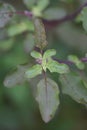 Wild Holy Basil Tulasi in flower isolated. Seeds focused.