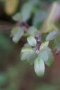 Wild Holy Basil Tulasi in flower isolated. Seeds focused.