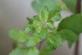 Wild Holy Basil Tulasi in flower isolated. Seeds focused.