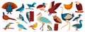 Wild and home birds, fowl set cartoon vector illustration, collection of european birds pigeon, crow, jackdaw, gull and