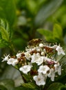 wild honey bee, Bee collecting pollen on white flowers in spring Royalty Free Stock Photo