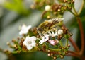 wild honey bee, Bee collecting pollen on white flowers in spring Royalty Free Stock Photo