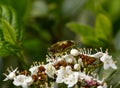 wild honey bee, Bee collecting pollen on white flowers in spring Royalty Free Stock Photo