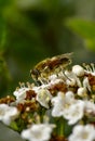 wild honey bee, Bee collecting pollen on white flowers in spring Royalty Free Stock Photo