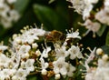 wild honey bee, Bee collecting pollen on white flowers in spring Royalty Free Stock Photo