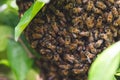 Wild honey bee colony hive on tree branch Caribbean species