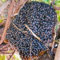 Wild honey bees colony with hanging hive of the red dwarf honey bee apis florea a small wild honeybee flying insect stock photo