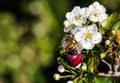 Wild honey bees in Gardez in Afghanistan Royalty Free Stock Photo