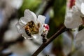 Wild honey bees in Gardez in Afghanistan Royalty Free Stock Photo