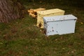 Wild honey bees moving into a beekeeper`s bait box from the scent of pheromones Royalty Free Stock Photo