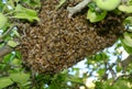 Wild honey bees swarm on the tree Royalty Free Stock Photo