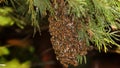 Wild honey bees swarming on a branch