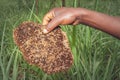 Wild honey comb being held in the hands of a human man, Uganda