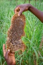 Wild honey comb being held in the hands of a human man, Uganda