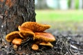 Wild Honey Mushrooms Royalty Free Stock Photo