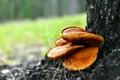 Wild Honey Mushrooms Royalty Free Stock Photo