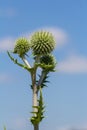 In the wild, the honey plant echinops sphaerocephalus blooms Royalty Free Stock Photo