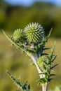 In the wild, the honey plant echinops sphaerocephalus blooms Royalty Free Stock Photo