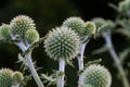 In the wild, the honey plant echinops sphaerocephalus blooms Royalty Free Stock Photo