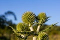 In the wild, the honey plant echinops sphaerocephalus blooms Royalty Free Stock Photo