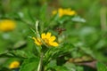 Honeybee landing on a yellow daisy-like wildflower in Krabi, Thailand