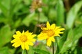 Wild honeybee preparing to land on a yellow wildflower in Thailand