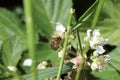 Honeybee eating nectar