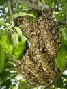 Wild Honeybee Hive