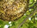 Wild Honeybee Hive in a Tree