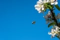 Wild honeybee hovering next to apple blossom flowers against blue sky.