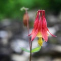 A wild Honeysuckle Royalty Free Stock Photo