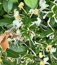 Wild Honeysuckle Royalty Free Stock Photo