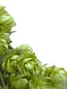 Wild Hop Cutout