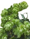 Wild Hop Cutout