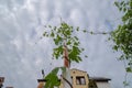 Wild hop shoots climbing up the barrier pipe raised up. Royalty Free Stock Photo