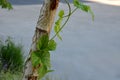 Wild hops creep around a birch tree trunk. it is an upright lilac and a source for beer production in a brewery. leaf and white ba