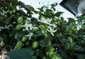 Wild Hops Flowers Blooming