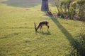 Wild horned antelope in the park