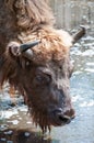 WIld horned bizon drinks water in a lake