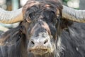 Wild Horned Bull Portrait