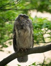A Wild Horned Owl Rests In The Forest During The Day