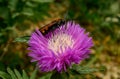 Wild hornet is pollinates pink cornflower - close up photo.