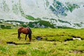 Wild horse Royalty Free Stock Photo