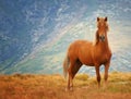 Wild horse Royalty Free Stock Photo